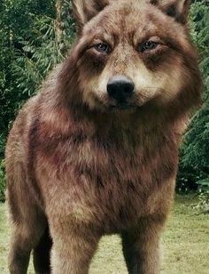 a brown dog standing on top of a lush green field with trees in the background