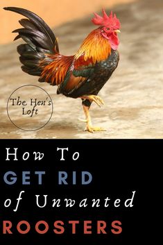 the cover of how to get rid of unwanted roosters