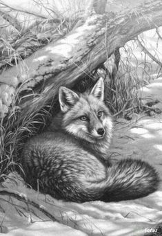 a black and white drawing of a fox laying in the snow next to a fallen tree