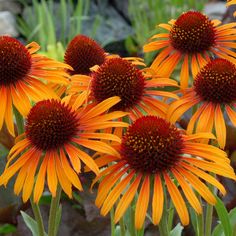 three orange flowers with red centers in a garden