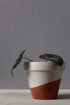 a potted plant sitting on top of a wooden table