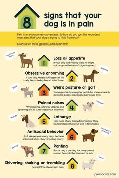 an info poster showing the different types of dogs in their house and how to use them