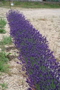 purple flowers are growing along the side of a dirt road in front of a building