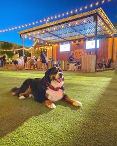 a dog laying on the grass in front of a building with lights strung around it