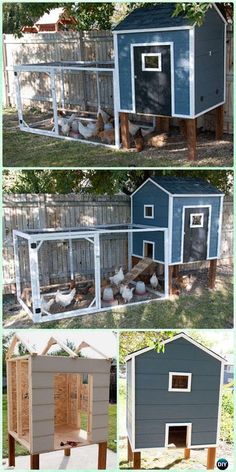 the chicken coop is made from an old shed and has been painted blue with white trim