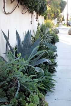 some plants are growing on the side of a building and next to it is a sidewalk