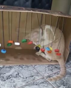 a cat is playing with a toy in a cage