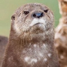 an otter is looking up at the camera