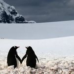 two penguins standing in the snow facing each other