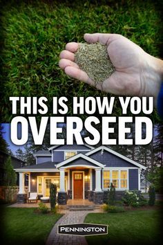 a person holding grass in their hand with the words, this is how you overseed