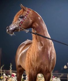 a brown horse standing on top of a wooden floor next to a flower covered field