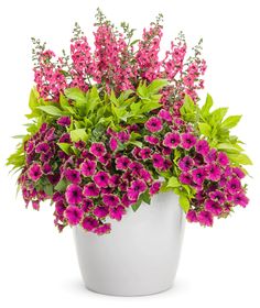 purple flowers in a white pot on a white background