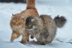 two cats walking in the snow near each other and one cat is looking at the camera