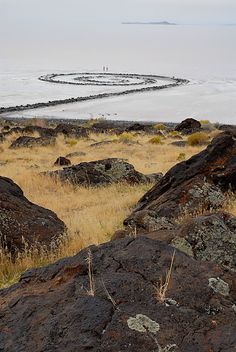 there are rocks and plants in the field