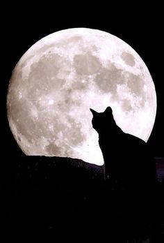 a cat sitting on top of a roof in front of the moon with it's silhouette