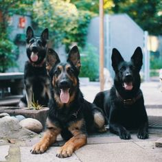 three black and brown dogs laying on the ground next to each other with their tongue hanging out