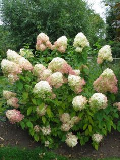 some pink and white flowers in a garden