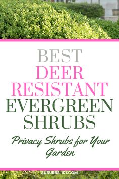 the words best deer resistant evergreen shrubs privacy shrubs for your garden in pink and green