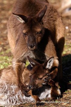 a baby goat nursing from its mother on the ground