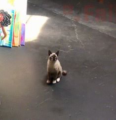 a cat sitting on the ground in front of a book case with an image of a woman behind it