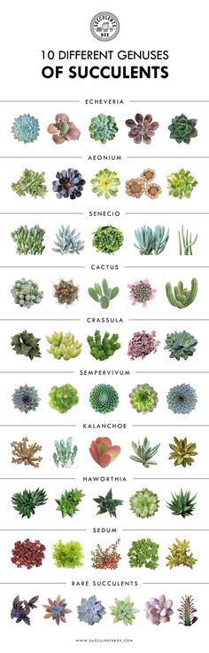 the different types of succulents are shown in this poster, which shows how they