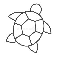 a turtle line drawing on white background stock photo - image 3497160