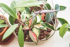 two potted plants sitting on top of a table next to each other with green leaves