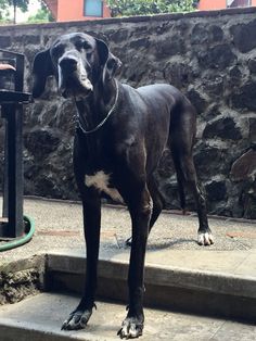 a large black dog standing on some steps