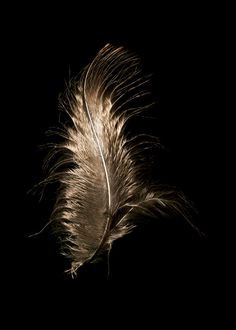 a feather is shown in the dark with its tail feathers are white and brown,