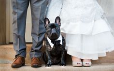 a small black dog sitting next to a bride and groom on the steps in front of their wedding dress