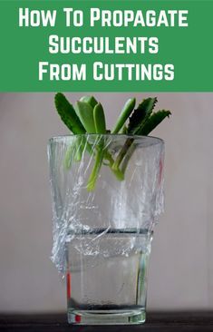 a glass with some plants in it and the words how to propagate succulents from cuttings