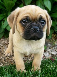 These are the cutest sweetest dogs. Believe me, I have a spoiled rotten puggle Pug Mixed Breeds, Brindle Pug, Boxer Pug Mix Dogs, Pug With Tongue Out, Pug Puppies