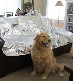 a golden retriever sitting on the floor next to a couch covered in aluminum foil