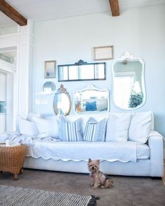 a small dog sitting on the floor in front of a couch with pillows and mirrors