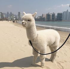 a white llama standing on top of a sandy beach next to the ocean and buildings