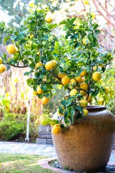 a large potted plant with lemons growing on it's branches in a garden