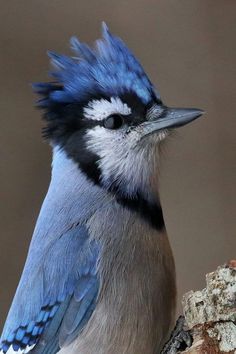 a blue and white bird sitting on top of a tree branch