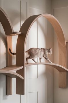 a cat standing on top of a wooden shelf next to a wall mounted bookcase