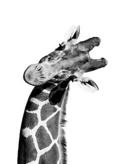 a black and white photo of a giraffe's head with its tongue out