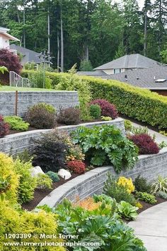 an outdoor garden with various plants and trees