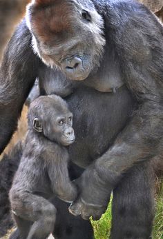 a mother gorilla holding her baby in its arms