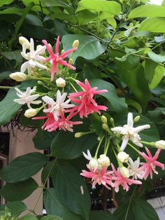 pink and white flowers are blooming on the tree