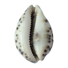 an image of a sea shell on a white background