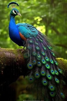 a peacock is sitting on a tree branch in the rain with its feathers spread out