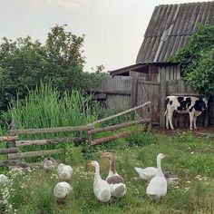 several ducks and two cows standing in front of a barn