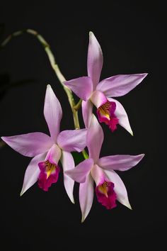 three pink orchids on a black background