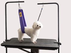 a small white dog standing on top of a table with a leash attached to it