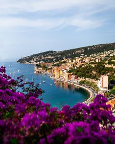 purple flowers are in the foreground with boats on the water and hills in the background