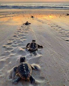 two baby sea turtles make their way down the beach to the ocean at sunset or dawn