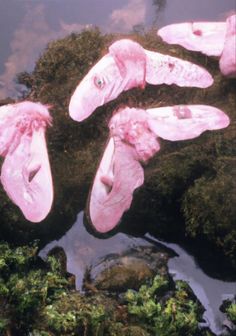 three pink flamingos floating on top of water next to rocks and plants in a pond